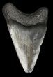Bargain, Juvenile Megalodon Tooth #61731-1
